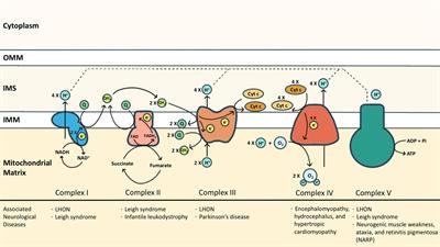 Mitochondrial Function and Parkinson’s Disease: From the Perspective of the Electron Transport Chain
